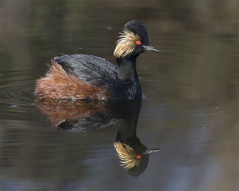 Eared Grebes Tone Things Down for Winter - Shasta Birding Society