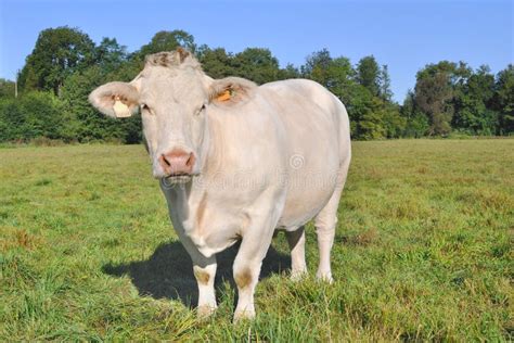 Charolais cow stock photo. Image of peaceful, livestock - 26721622