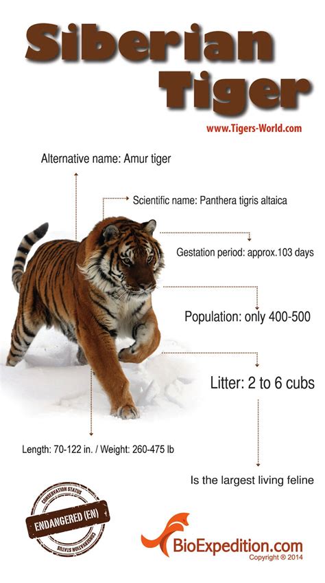 INFOGRAPHIC: Siberian Tiger (Tigers-World) | Siberian tiger, Tiger facts, Animal infographic