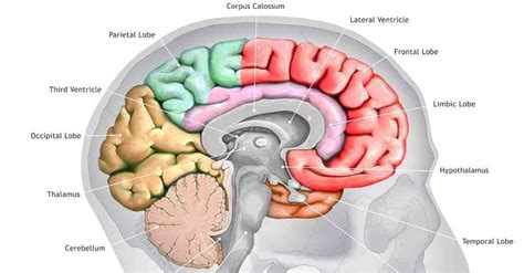 Axolotl weirdos can regrow their brains, and a new map reveals their ...