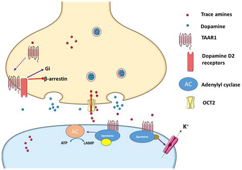 Biomolecules | Free Full-Text | Natural Sympathomimetic Drugs: From Pharmacology to Toxicology