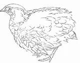 Pretty Quail Coloring Page  Free Printable Pages For Kids sketch template