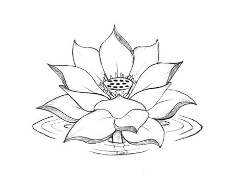 Lotus Flower Blooming On The Water Coloring Page : Kids Play Color