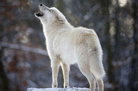 белый волк- необычайно красив | Animals, Wolf, Wolf howling