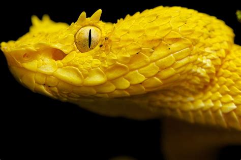 Yellow eyelash pit viper (Bothriechis schlegelii) | Pit viper, Snake, Eyelash viper