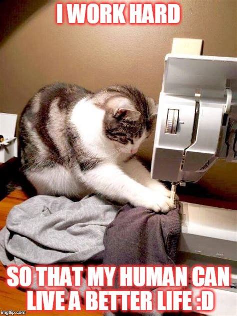 Repairs & Chores, 15 Memes Prove Cats Work Hard For The House