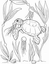 Sea Turtle Coloring Pages  Etsy pages coloring sketch template