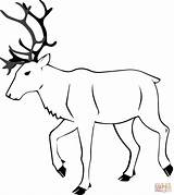 Caribou coloring page  Free Printable Coloring Pages sketch template