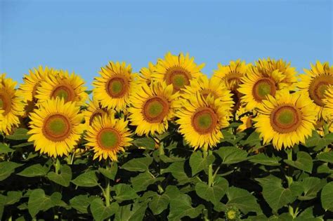 Sunflower Cultivation Income, Yield, Project report | Agri Farming