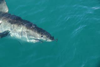 Shark Cage Diving in Gansbaai | Great White Shark Cage Divin… | Flickr