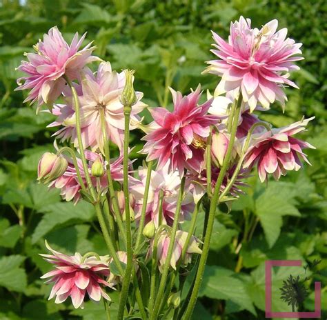 AQUILEGIA VULGARIS PLENA NORA BARLOW BIANCO-ROSA - Vivai Marche