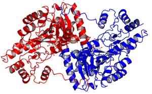 Aspartate Aminotransferase (AST)