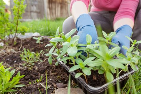 Gardening 101: How To Plant Flowers