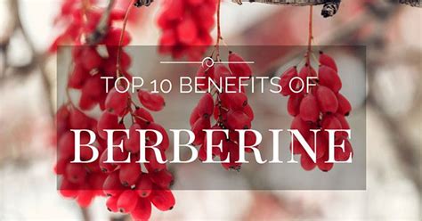 10 Powerful Benefits of Berberine Make It the Best Supplement for Health