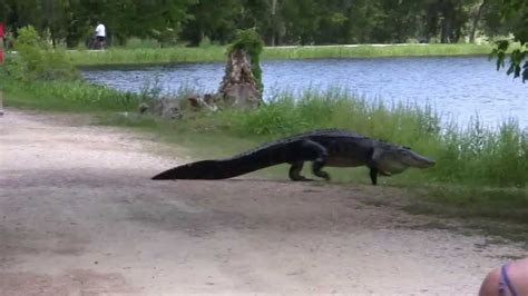 Brazos Bend State Park - TX - In HD !! Alligators, Birds & Snakes - Oh ...