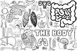 Free Printable Human Body Coloring Page Quality 52% OFF sketch template