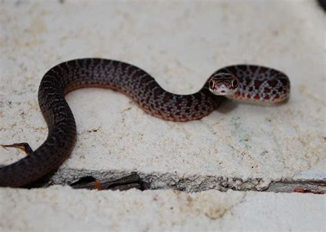 Baby snakes are hard to identify – Benweb 3.3