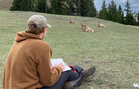 Female bighorn sheep with smaller horns are less reproductively fit, study finds