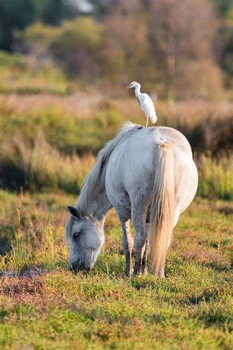 cattle egret, white horse, move, rear, from the rear, water, animals, camargue, saintes-maries ...