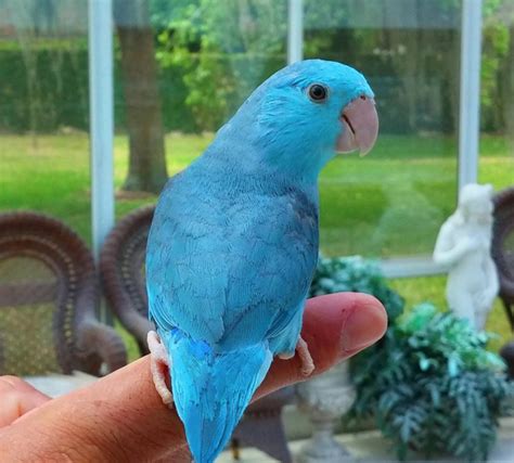 Single Female Blue Parrotlet Funny Animal Videos, Funny Animals, Cute ...