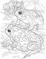 Realistic Frog Coloring Pages sketch template