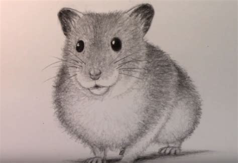 Hamster Drawing, Pencil, Sketch, Colorful, Realistic Art Images | Drawing Skill