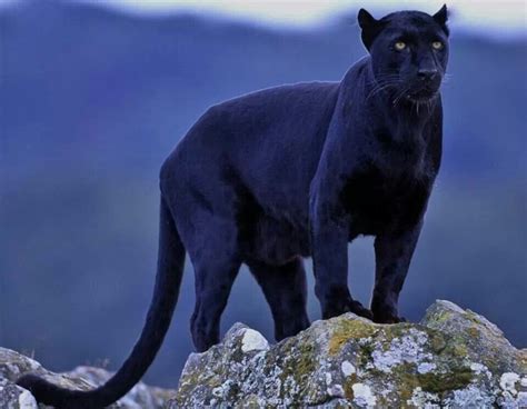 Panther | Shared Board | Pinterest