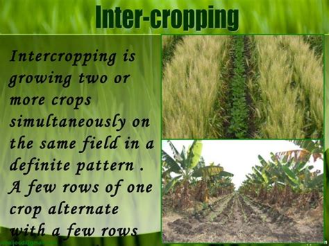 Cropping Pattern