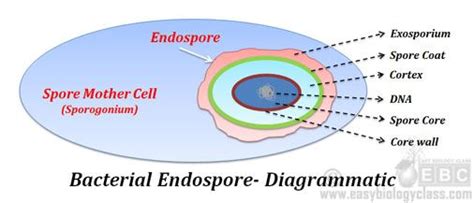 Structure of Endospore Biology Art, Structure And Function, Spore, Microbiology, Pie Chart ...