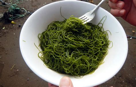 Could seaweed be Costa Rica's food of the future?