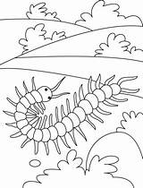 Millipede Coloring Pages sketch template