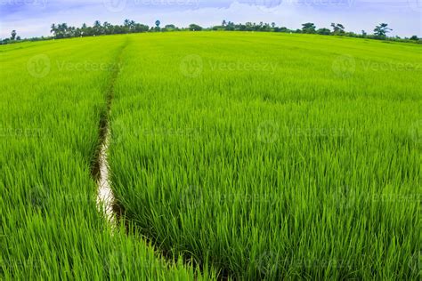 Landscape of rice field i 783771 Stock Photo at Vecteezy