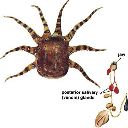 Venom gland | anatomy | Britannica