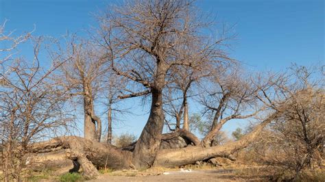 Is the Oldest Baobab the Longest-Living Tree on Earth? - A-Z Animals