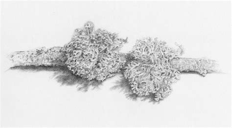 Lichen | Christine Farmer