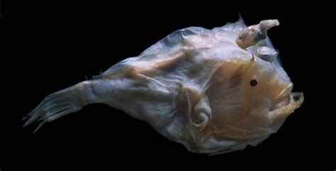 Anglerfish Mating - Anglerfish Mating | Male | Facts | Ark | Pictures | Size : And the guys ...