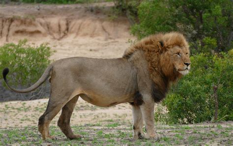 File:Lion (Panthera leo) (30941994012).jpg - Wikimedia Commons