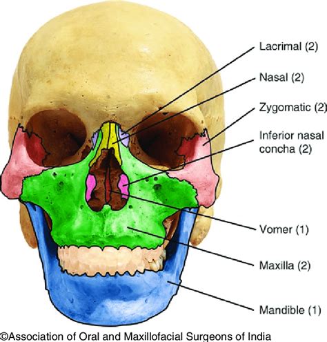 Facial Bones Labeled