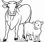 Cow Coloring Pages For Kids At GetDrawings  Free Download sketch template