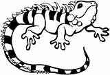 Cartoon gecko coloring Pages Download And Print For Free sketch template
