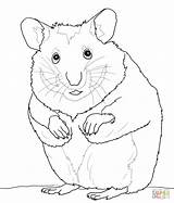 Cute Hamster Coloring Pages  Home sketch template