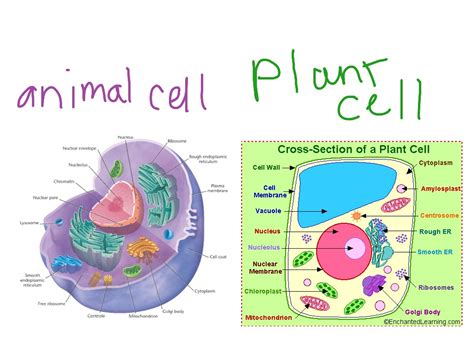 Labeled Drawing Plant And Animal Cell Diagram How To Draw Plant Cell | Images and Photos finder