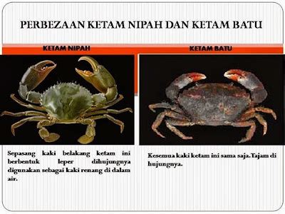 Perbezaan Ketam Halal Dan Ketam Yang Haram Dimakan - Ira Mommy Si Kembar