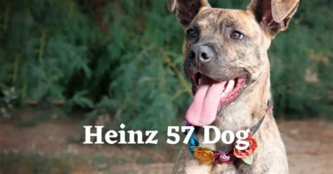 Heinz 57 Dog: A Mysterious Mix