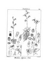 Utricularia Nivea coloring Page  Free Printable Coloring Pages sketch template