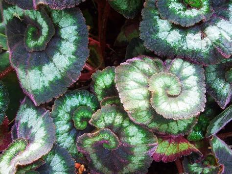 Rex Begonia Plant Complete Care and Growing Guide