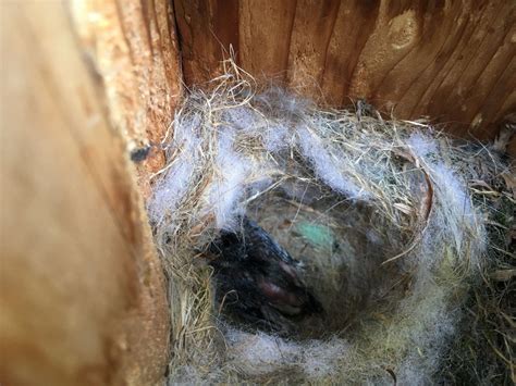 My First Ever Chickadee Nest Box Tragedy - BirdOculars