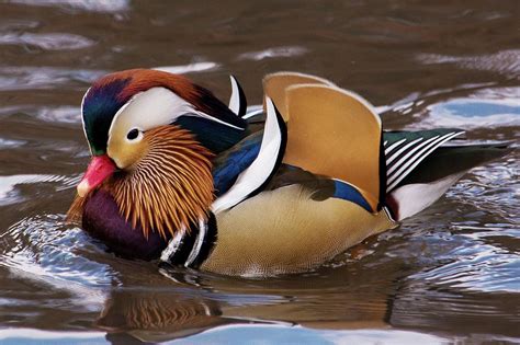 Colorful Mandarin Duck of Central Park, NYC Photograph by Bob Cuthbert - Fine Art America