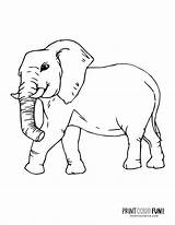 6 Realistic elephant coloring pages To Print At PrintColorFuncom sketch template