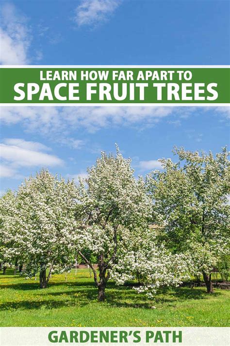 Can Apple And Peach Trees Thrive Together In One Garden?